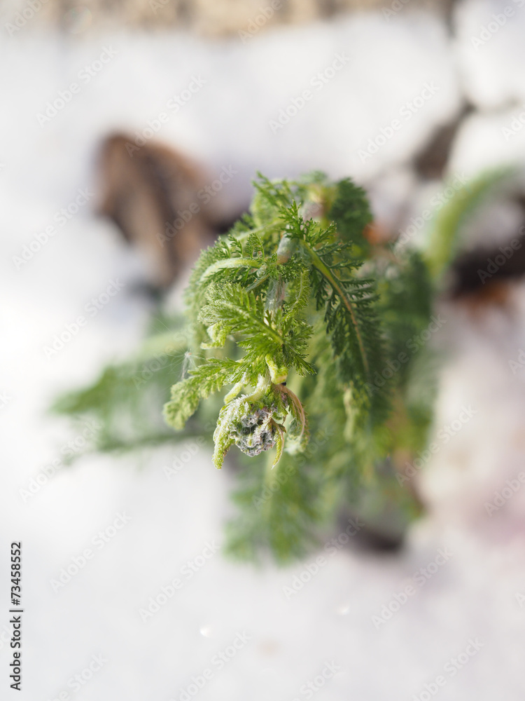 Fototapeta premium chamomile snow