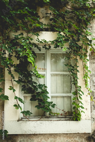 old window overgrown with green ivy #73459373