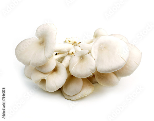 Phoenix Mushroom on white background.