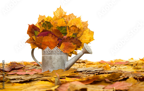 bailer with autumn leaves on white