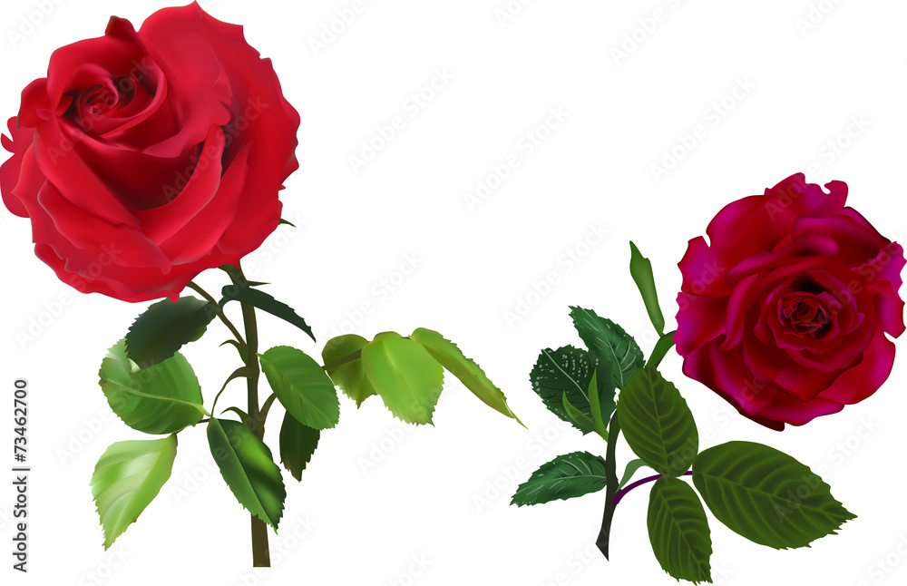 two dark red isolated on white roses - obrazy, fototapety, plakaty 