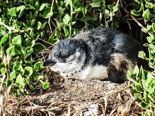 Photography Australian Animal, From Sydney to Malbourne
