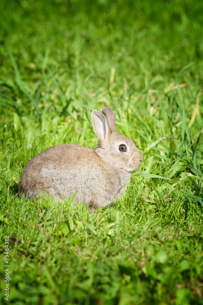 Fototapeta premium A scared bunny rabbit