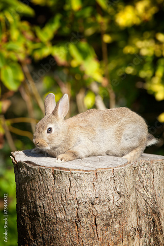 A cute bunny rabbit sitting on a tree stump