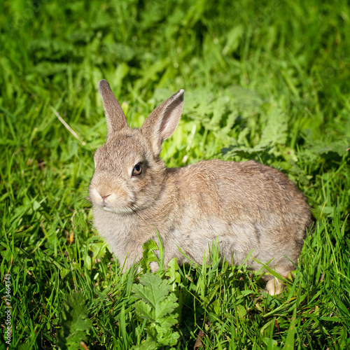 A young bunny rabbit looking through the green grass © iLight photo