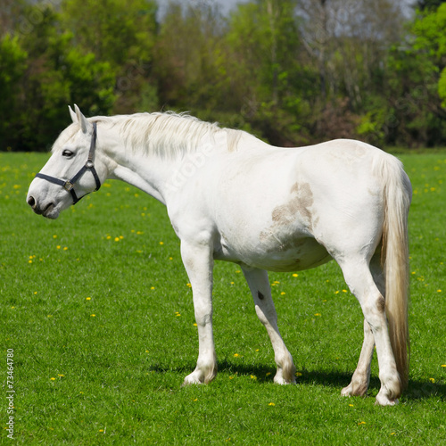 Arabian grey horse in a green field © iLight photo
