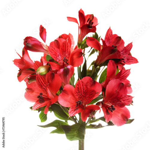 Fototapeta Naklejka Na Ścianę i Meble -  Bouquet of alstroemeria flowers isolated on white background