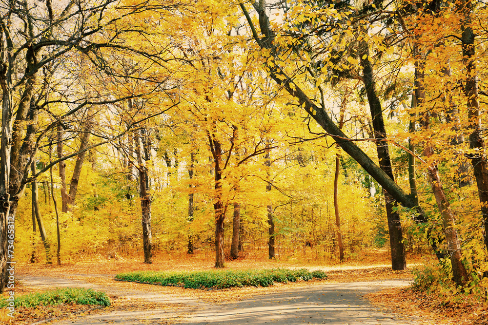 Beautiful autumn trees in park