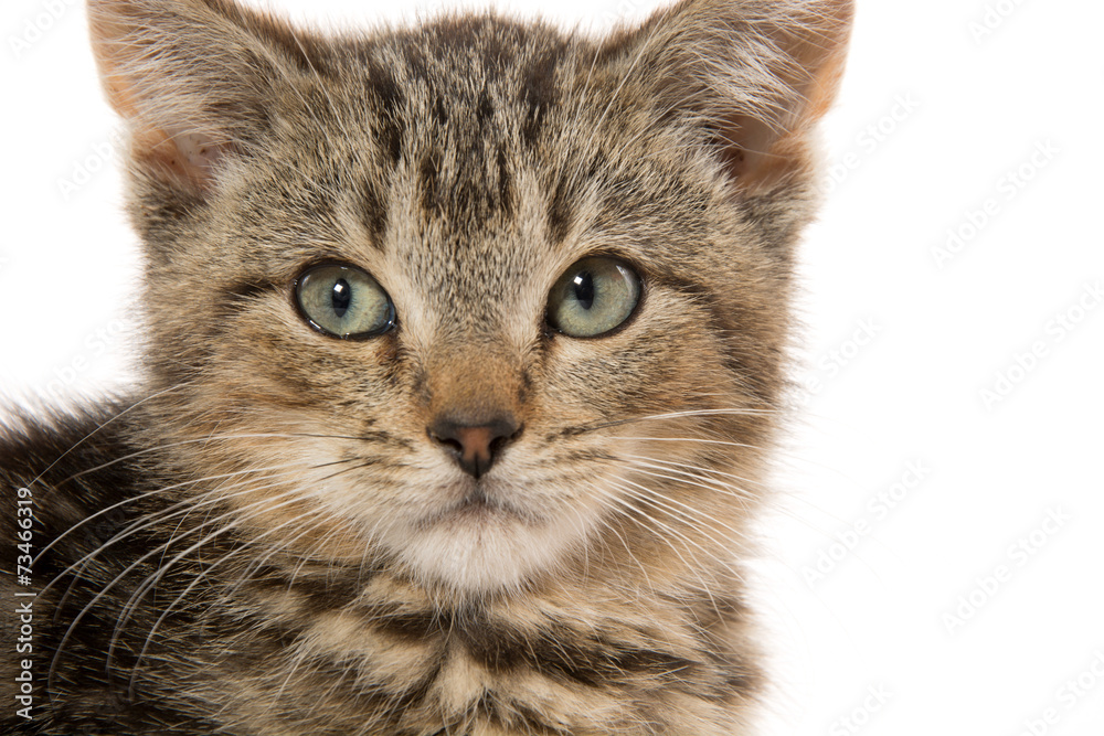 Cute tabby kitten