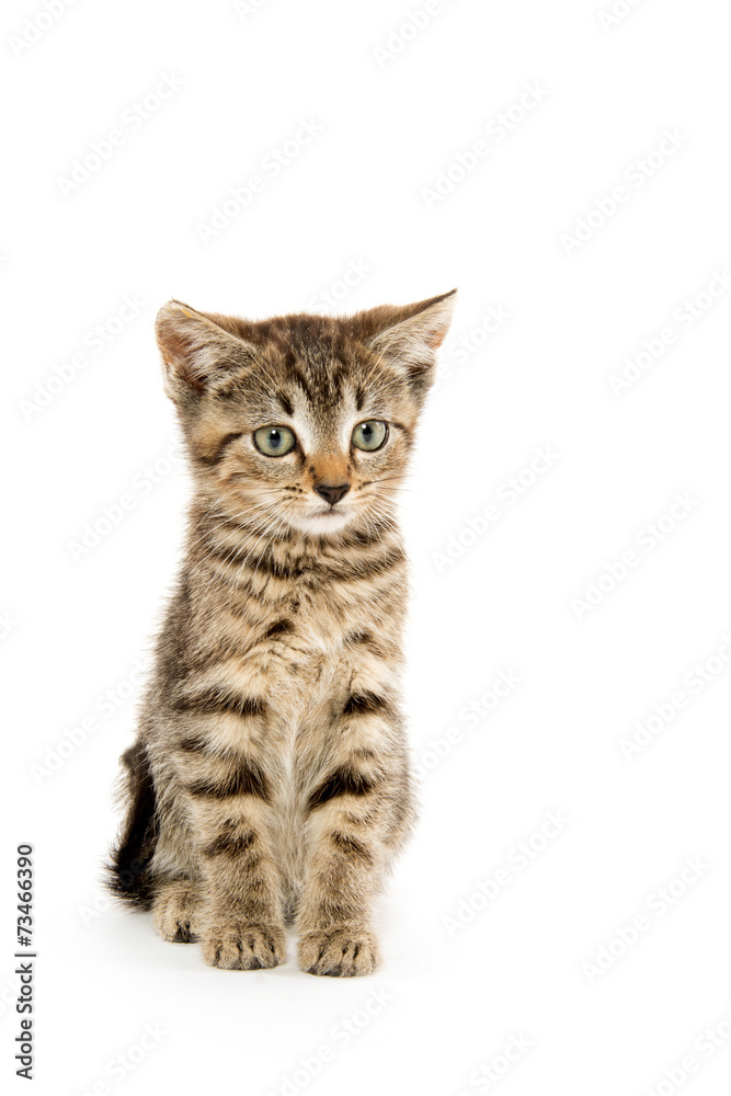 Obraz premium Cute tabby kiten