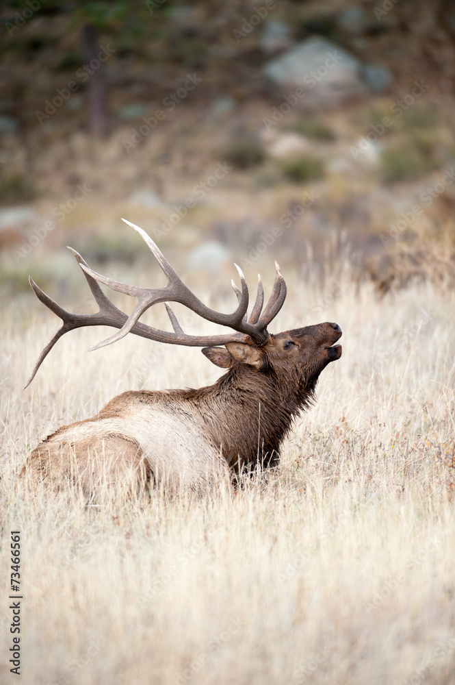 Obraz premium North American elk