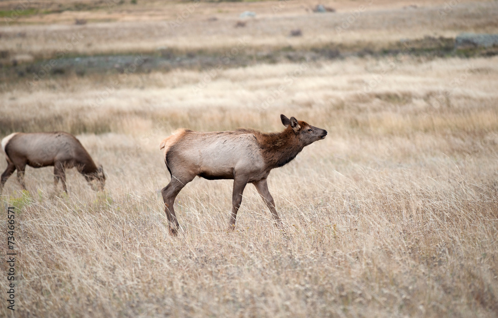 Fototapeta premium North American elk cow