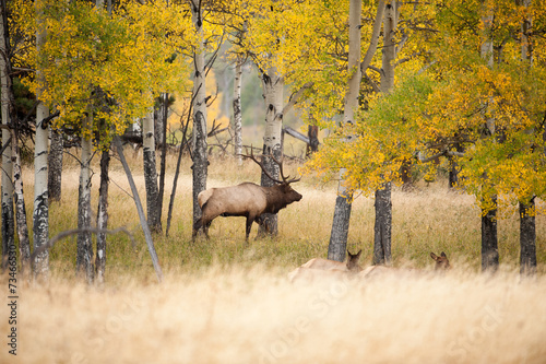 North American elk photo