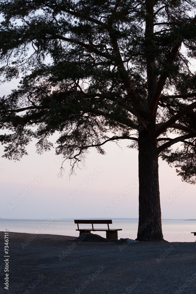 Lonely bench and big tree silhouette