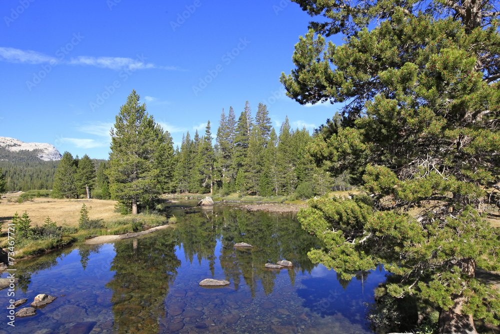 Obraz premium Tuolumne meadows