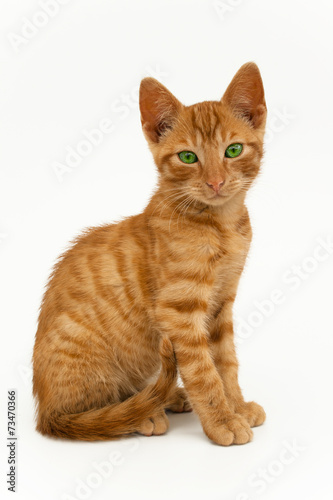junger Kater