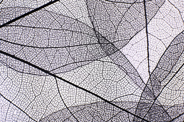 Papier peint photo Nervures de feuilles Decorative skeleton leaves background  © Africa Studio