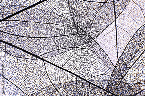 Decorative skeleton leaves background