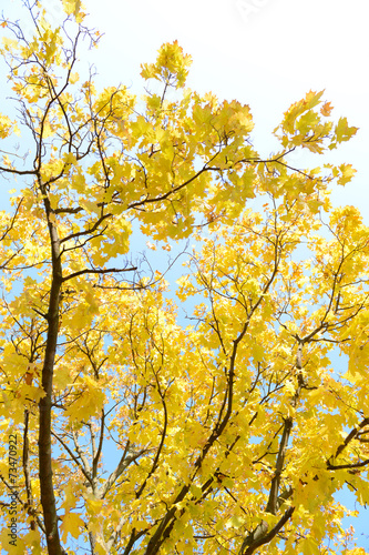 Fototapeta Naklejka Na Ścianę i Meble -  Autumn tree twigs on sky background