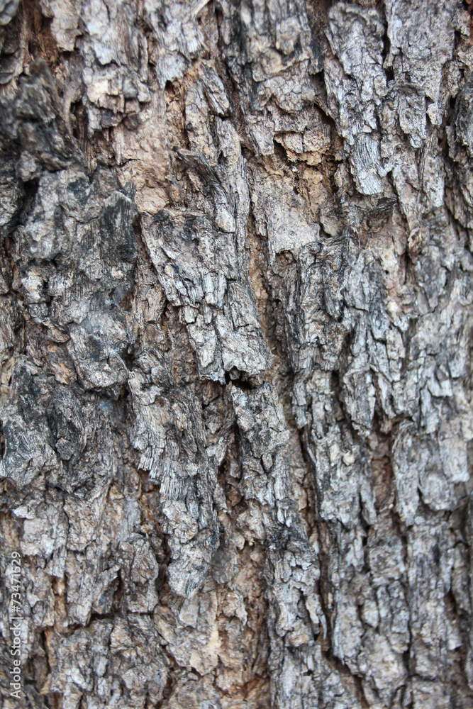 Tree Pattern Tree Pattern