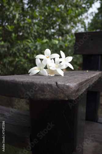 White colored Indian cork flower on the bench