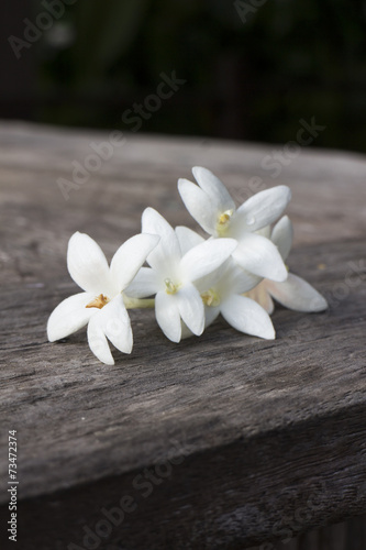 White colored Indian cork flower on the bench © goodapp