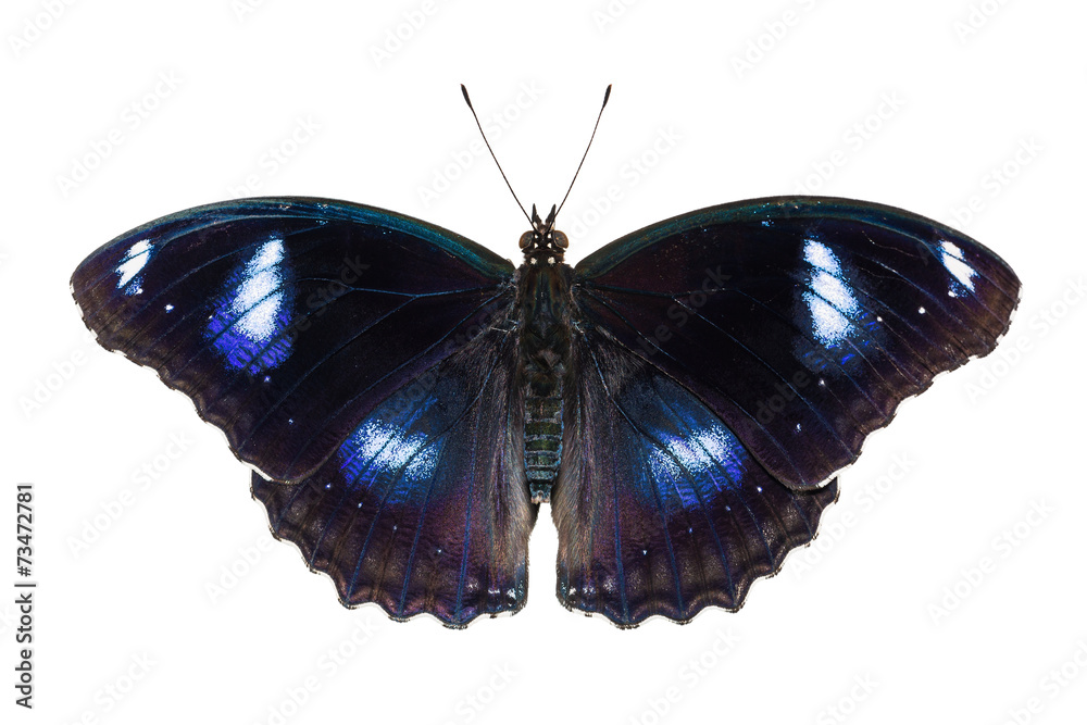 Fototapeta premium Great Eggfly butterfly