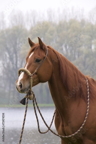 Horse Dutchy photo