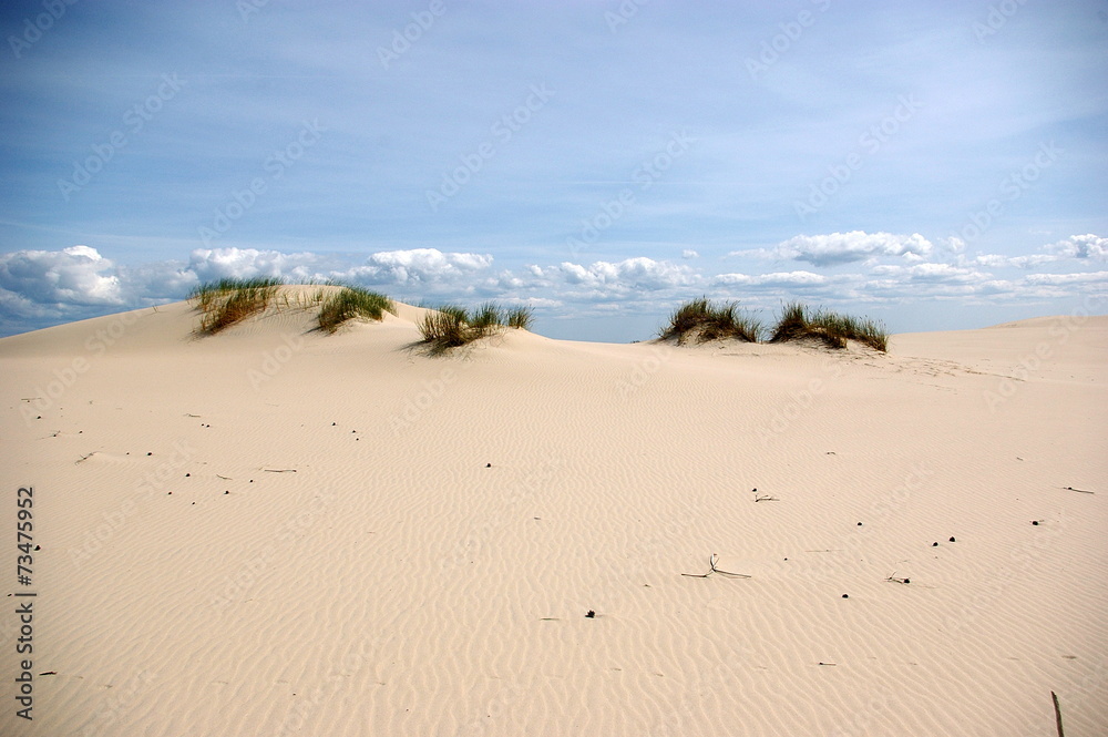 Gräser auf Düne