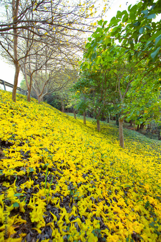 Trumpet tree (flower yellow) photo