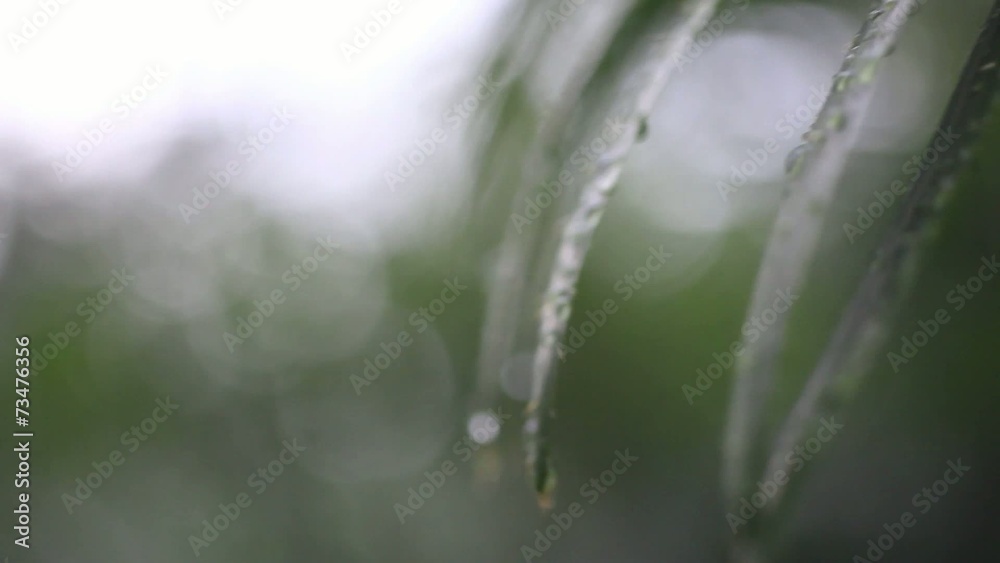 Close up of grass with rain drops macro. HD. 1920x1080 Close up of grass with rain drops macro. HD. 1920x1080