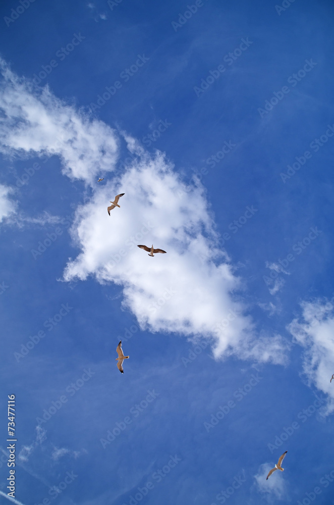 Fototapeta premium Möwen am Himmel