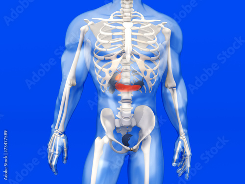 Menschliche Anatomie - Galle