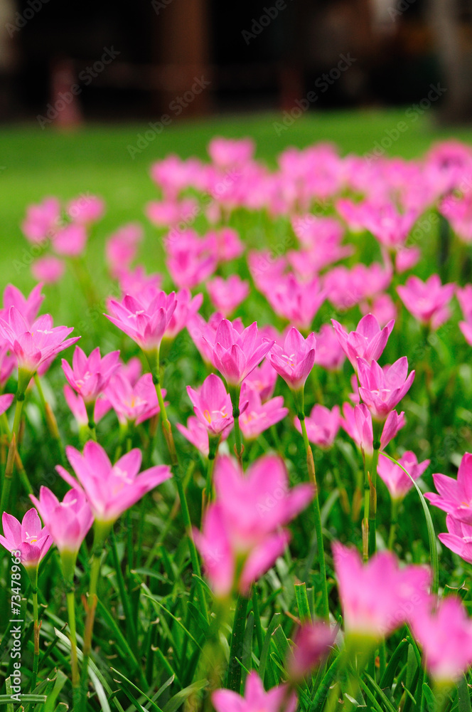 Pink Rain Lily or rose pink zephyr lily, Zephyranthes carinata. Pink Rain Lily or rose pink zephyr lily, Zephyranthes carinata.