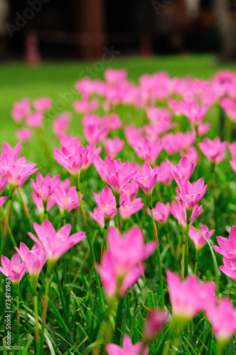 Pink Rain Lily or rose pink zephyr lily, Zephyranthes carinata.