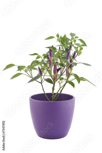 purple hot chili pepper - isolated