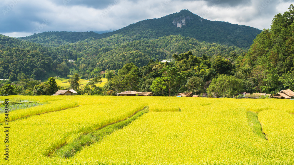 Obraz premium Golden field rice