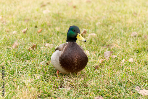 duck on grass