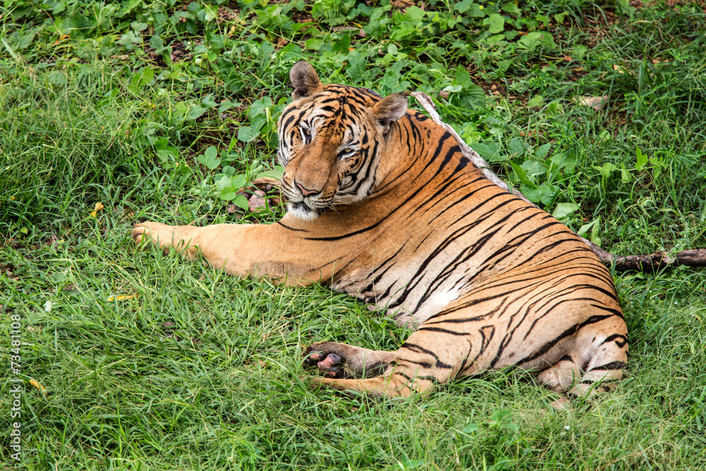 Obraz premium Tiger