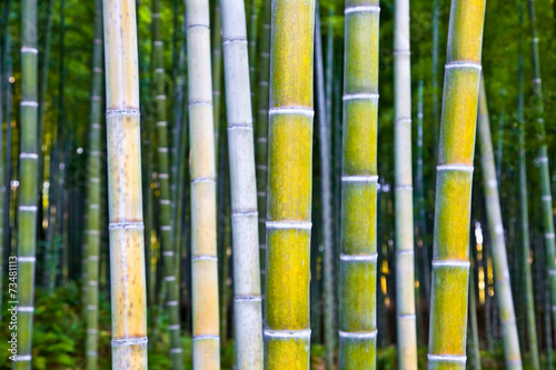 Bamboo forest  in Arashiyama  Kyoto  Japan