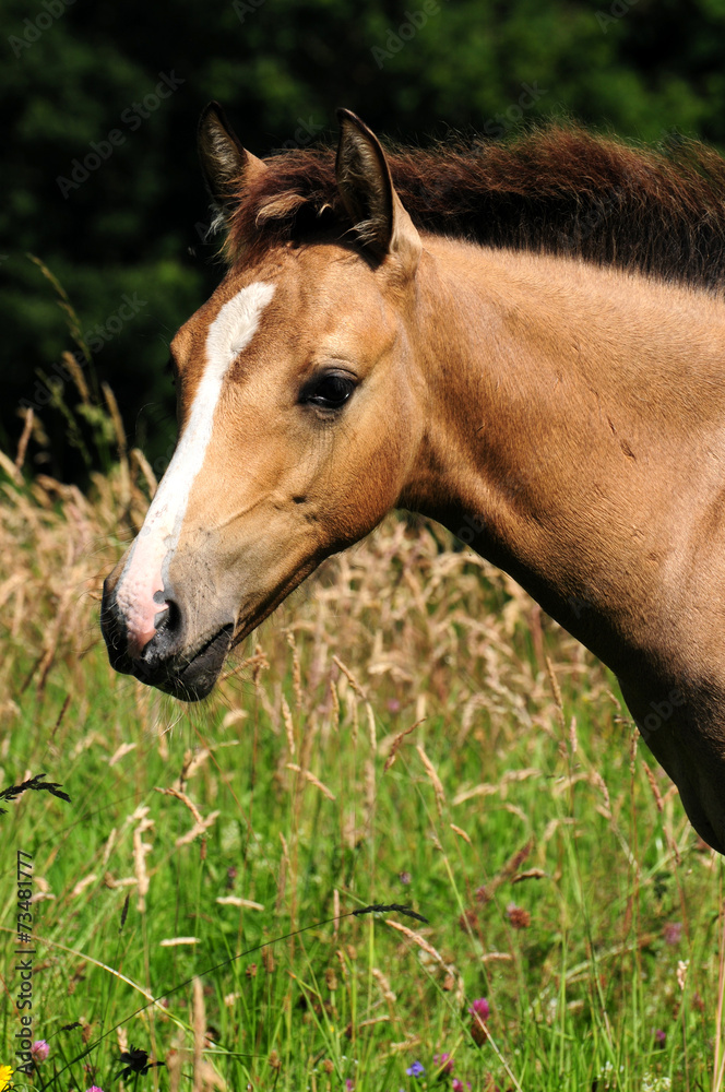 Naklejka premium Quarter Pony Fohlen
