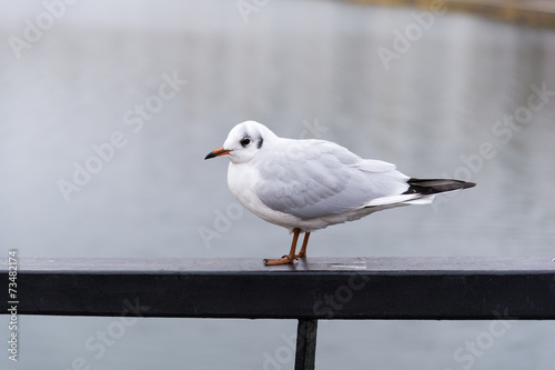 seagull on the railing near the river