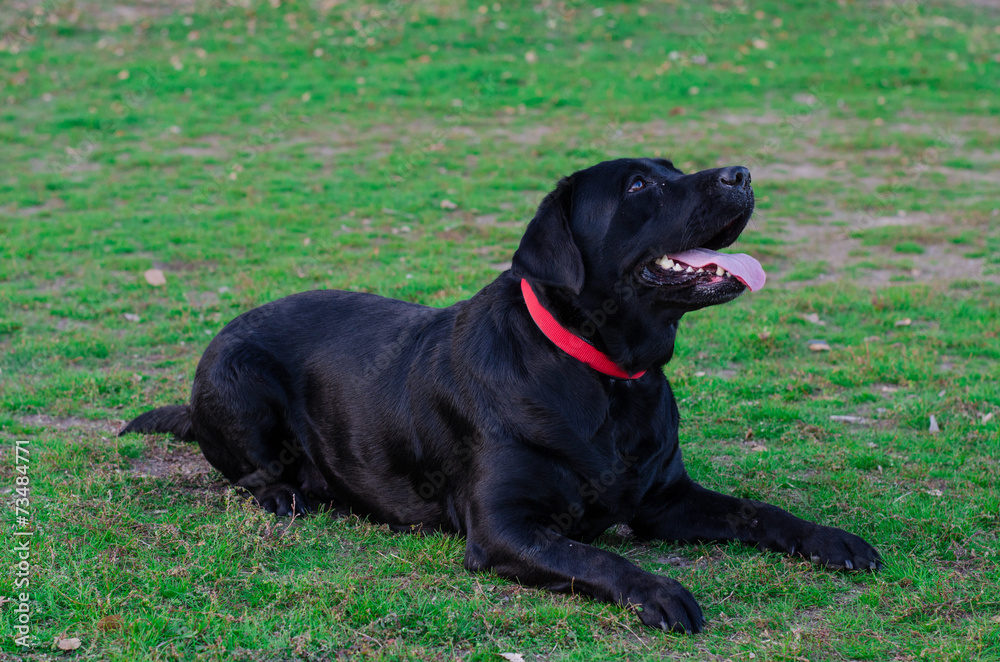 Labrador dog walks in the park