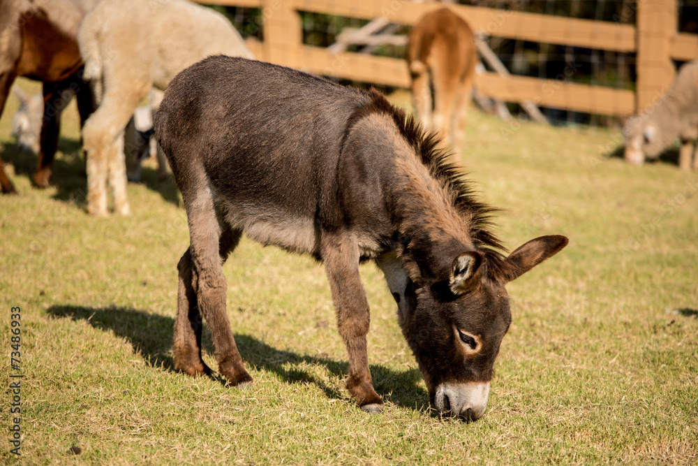 Fototapeta premium Donkey grazing in a field