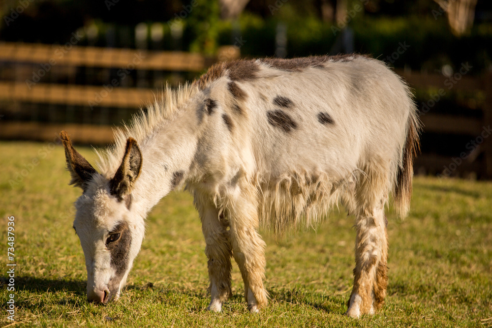 Donkey grazing in a field Donkey grazing in a field
