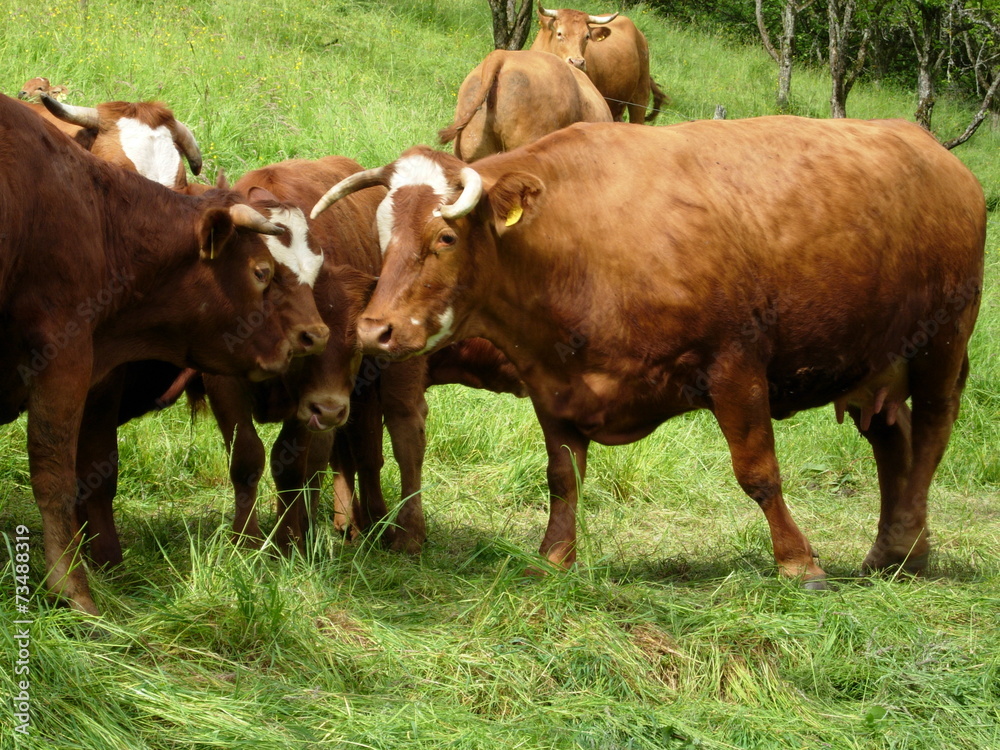 cows on meadow near Schwarzwald Germany cows on meadow near Schwarzwald Germany