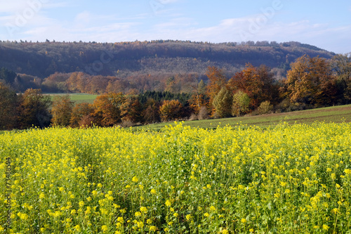 Blühender Senf in Herbstlandschaft