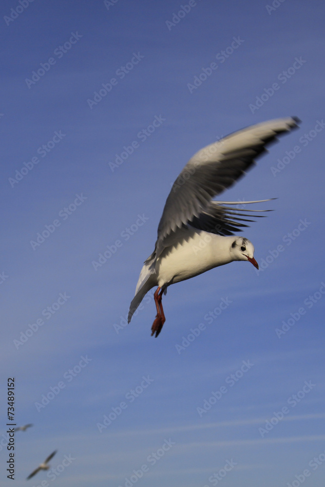 Seagull in toot