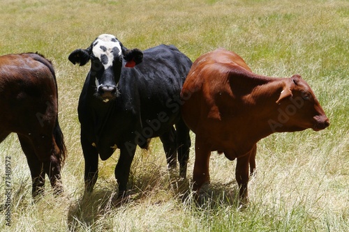 A black and a brown cow in a meadow in Australia