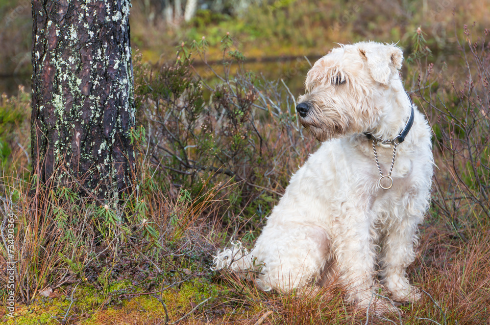 a irish weathen soft coated terrier in the rough a irish weathen soft coated terrier in the rough